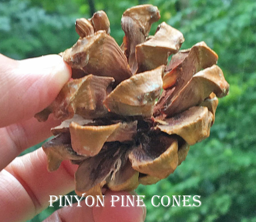 Pine Nuts are from PIne Cones, Pinyon Pine that Is!