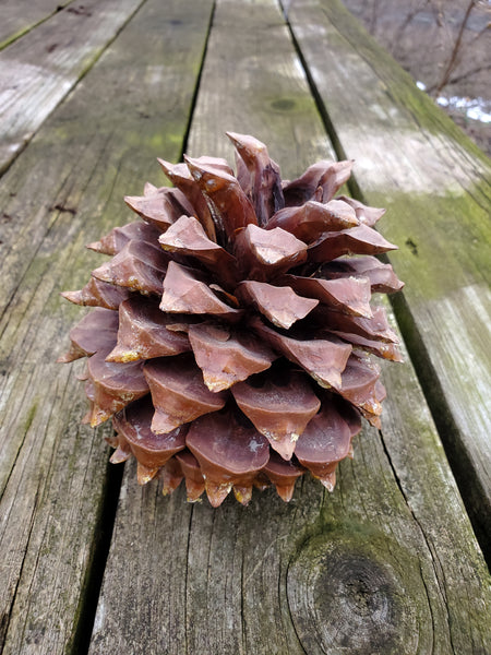 Digger Pine Tree Cones, Bull Pine, Foothill Pine, Pinus sabiniana