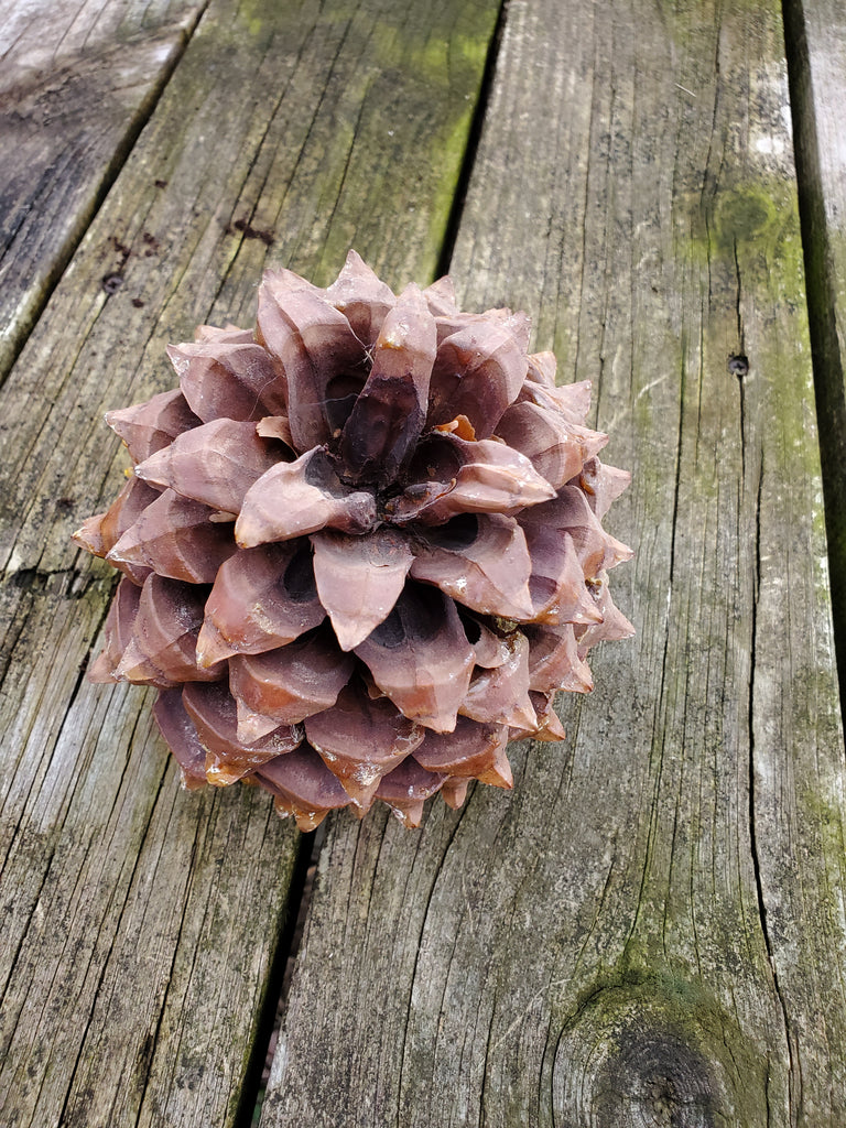 Digger Pine Tree Cones
