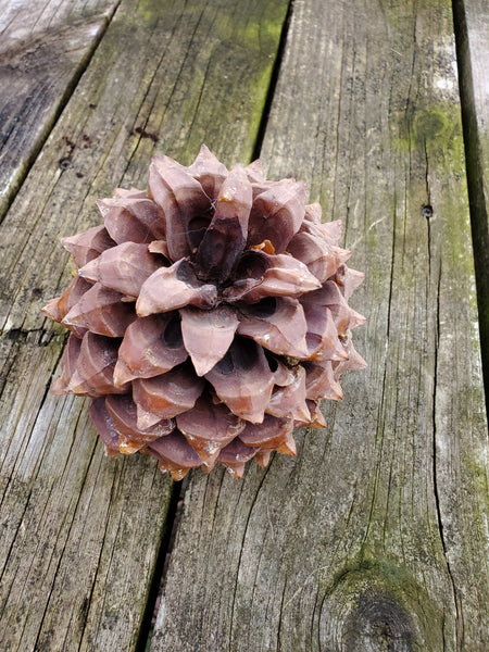 Digger Pine Tree Cones, Bull Pine, Foothill Pine, Pinus sabiniana