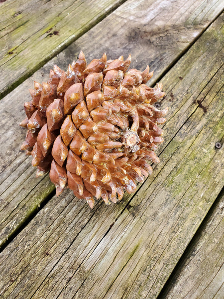 Digger Pine Tree Cones, Bull Pine, Foothill Pine, Pinus sabiniana