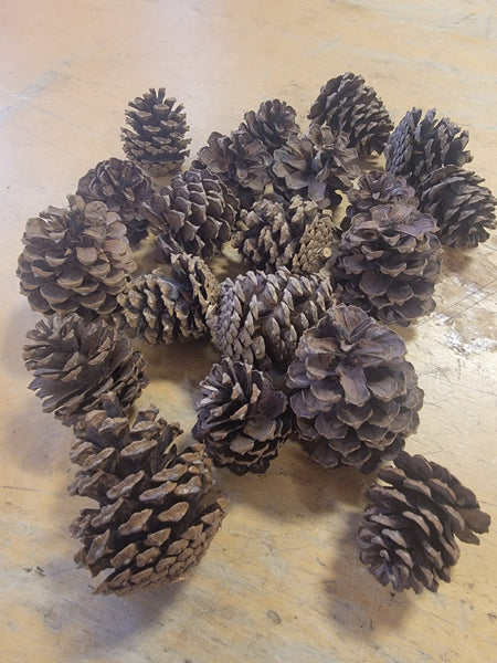 Sand Pine Cones
