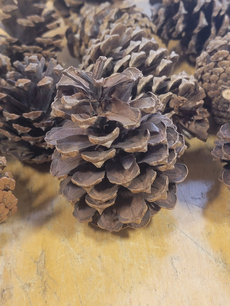 Sand Pine Cones