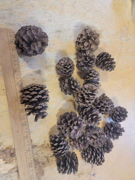 Sand Pine Cones
