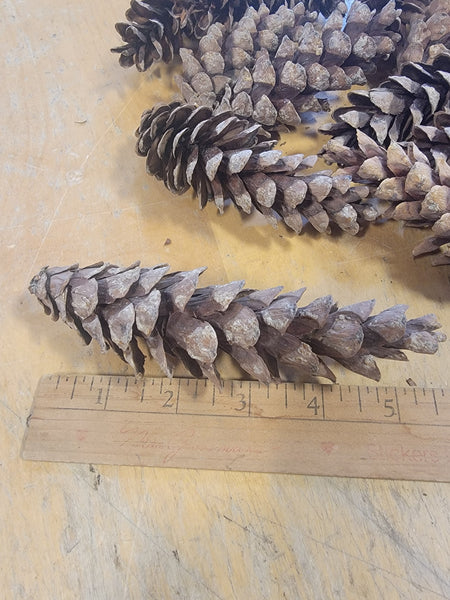 White Pine Cones