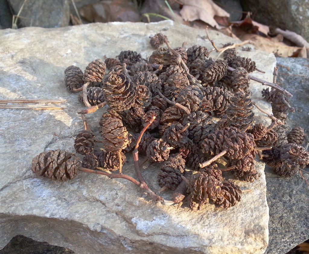 Mini Alder Cones for Fillers & Potpourri