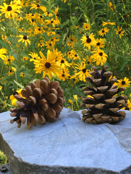 pine cone wedding