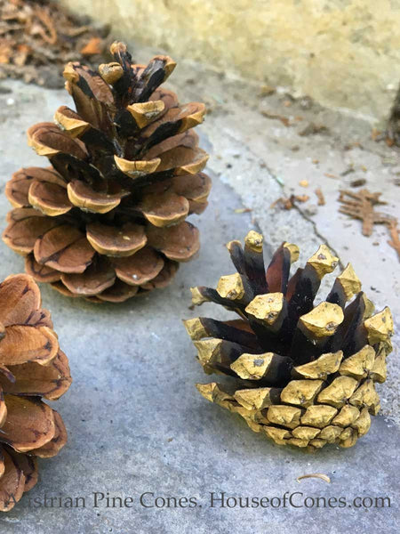 buy pine cones online