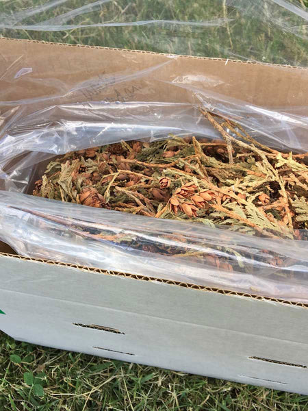 White Cedar Cones in bag