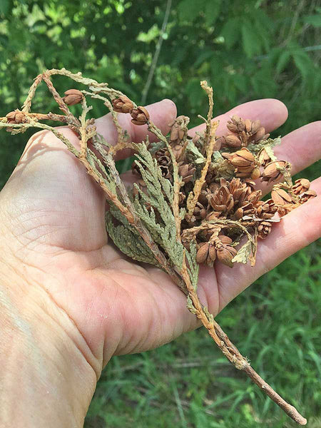 white cedar pine cones in hand