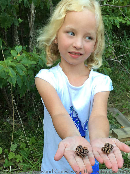 tiny pine cones in girls hand