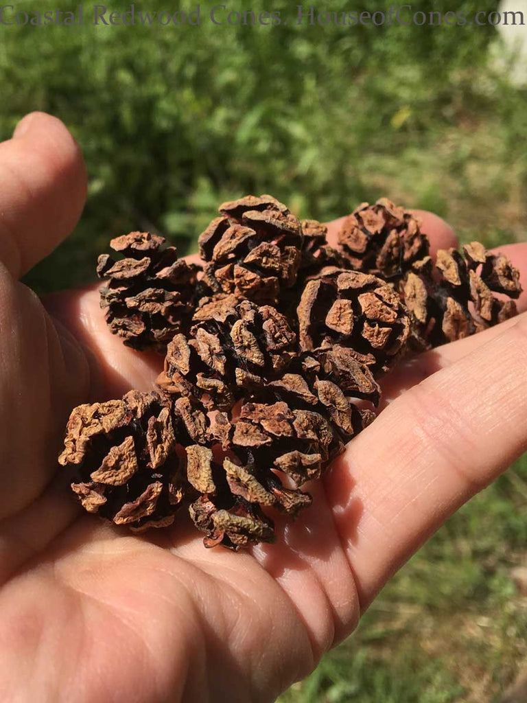 mini sequoia pine cones