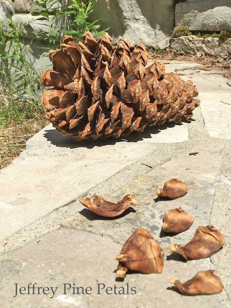Jeffrey Pine Cone and pine cone scales