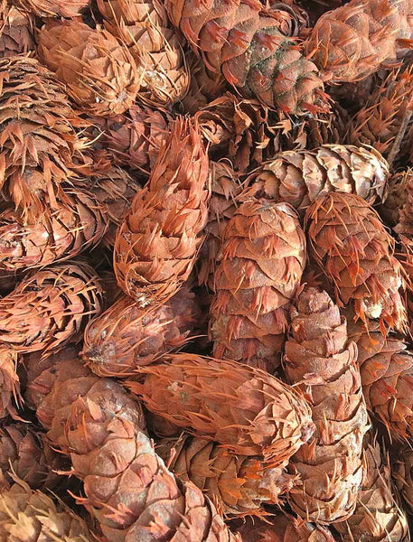 wholesale pine cones