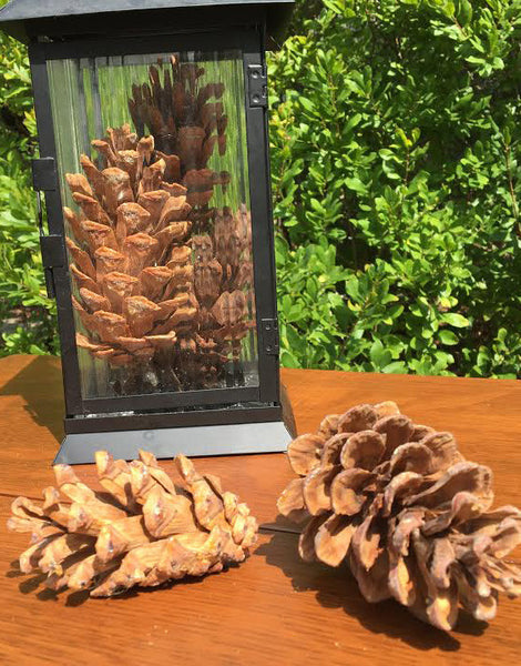 medium pine cones for Christmas ornaments
