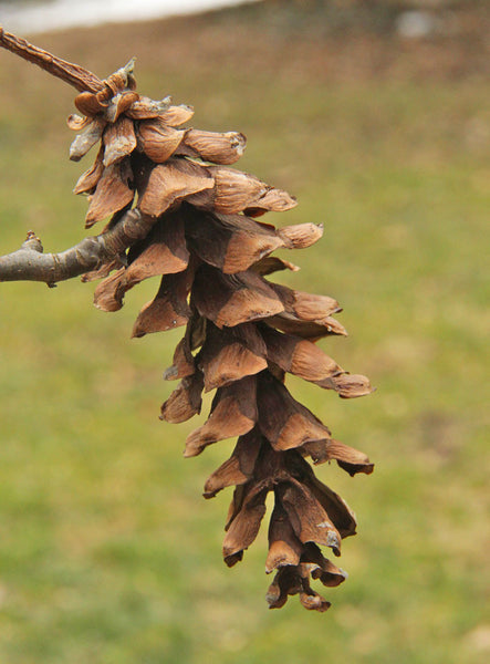 rare pine cones for crafts