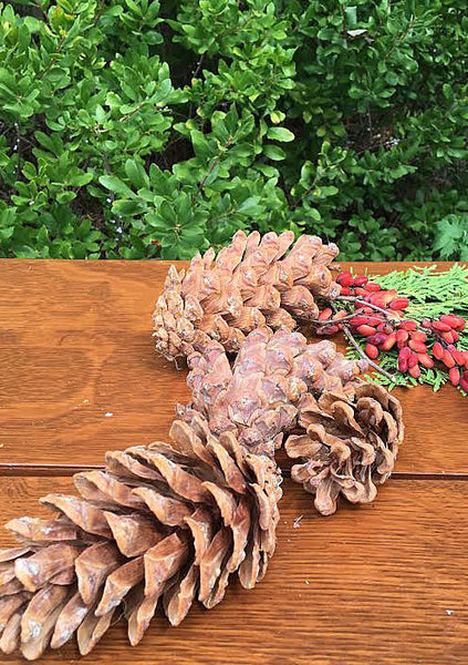 Foxtail Pine cones are good for holiday wreaths