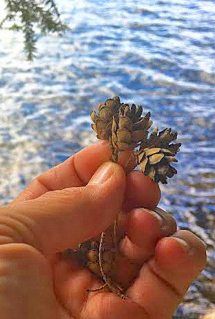 tiny pine cones for florist supply 