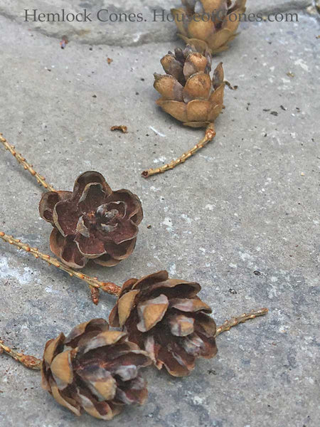 mini pine cones for floral accents