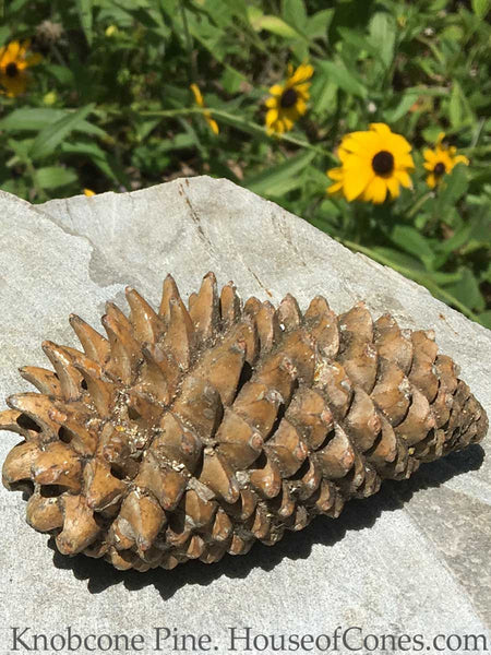 Knobcone Pine cones for jewelry making