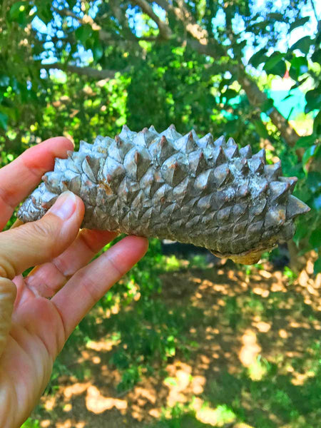 popular knobpine cone