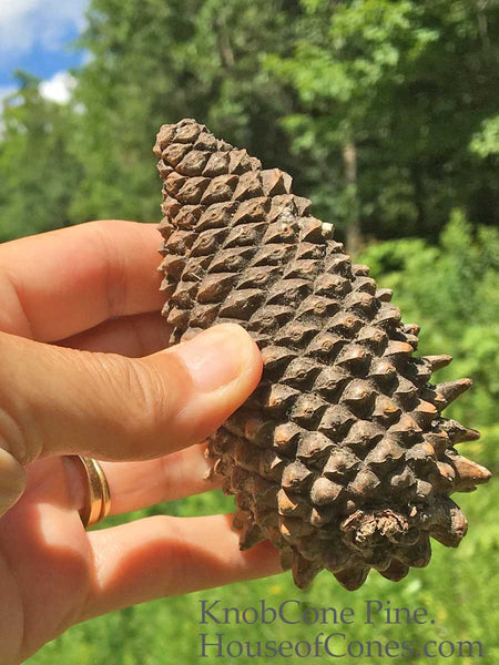 Knobcone Pine Cones are Rare Cones 