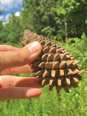 Knobcone Pine Cones for sale