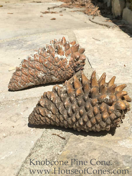 Knobcone Pine cones are for third eye jewelry