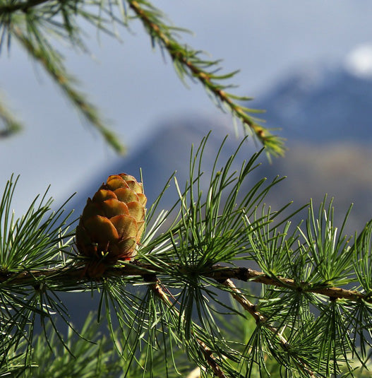 Western Larch Cones