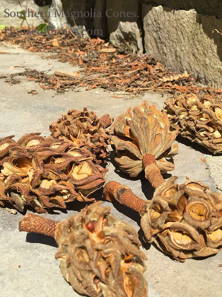 Southern Magnolia Cones