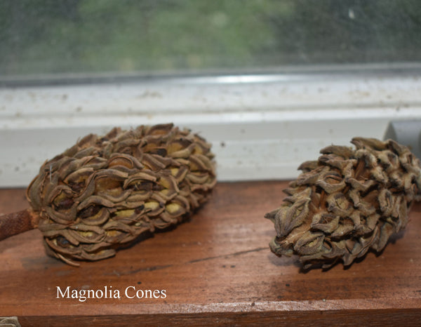 unique pine cones