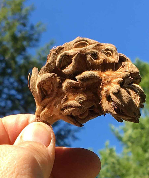 Southern Magnolia Cones