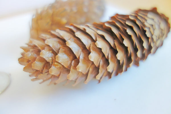 medium pine cone