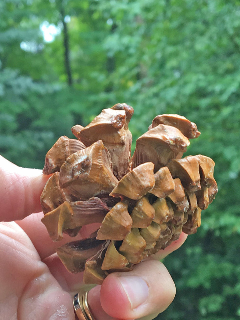 Pinyon Pine Tree Cones for tree identification