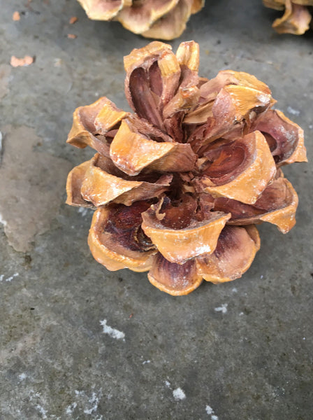 Small Pine cones for pine nuts