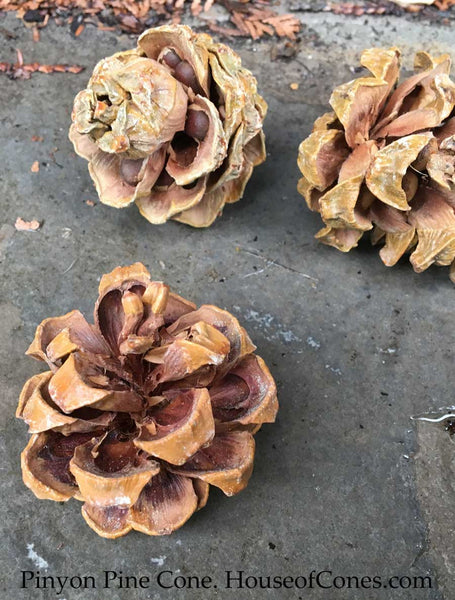 Small Pinyon Pine cones with scales