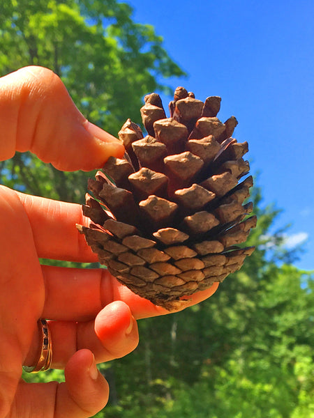 small pine cones for wedding accents