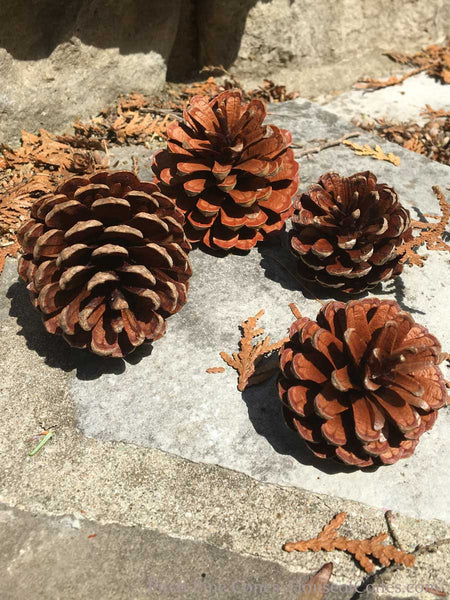small pitch pine cones