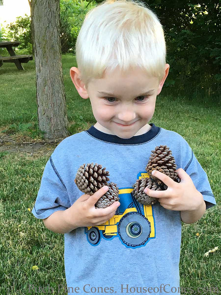 Small pine cones with boy