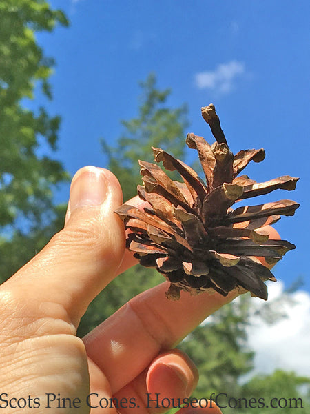 Small pine cones for sale
