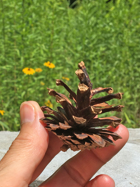 Small Scots Pine Tree Cones Crafts & Wreaths for the Holidays - HouseofCones.com - 4