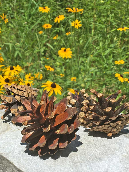 pine cones for wedding accents