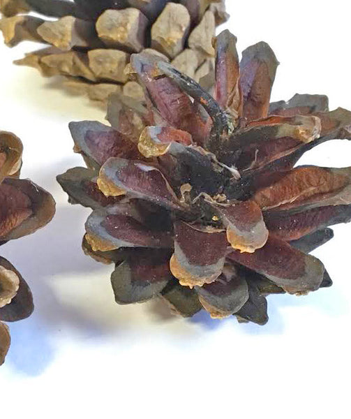 diy with small pine cones