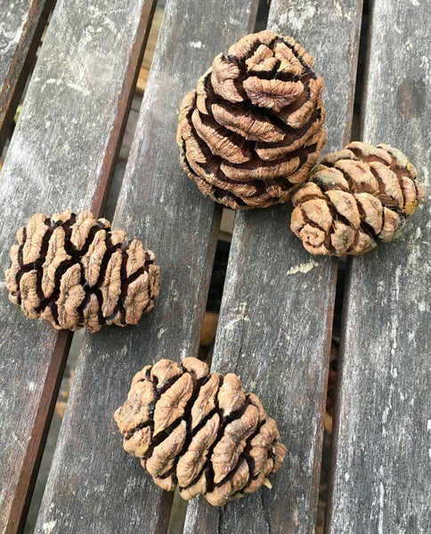 pine cone wreaths