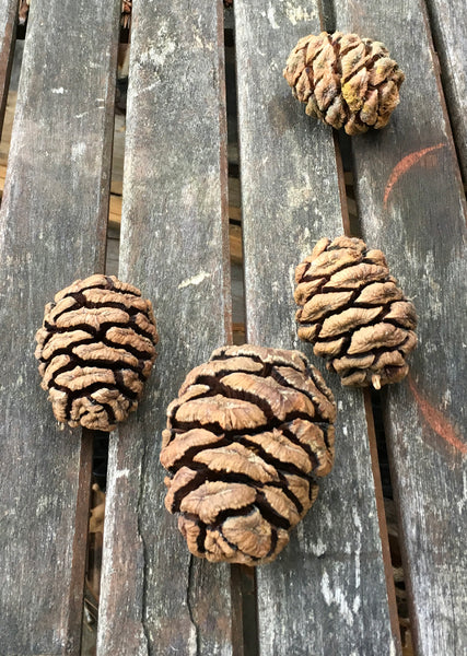 natural pine cones