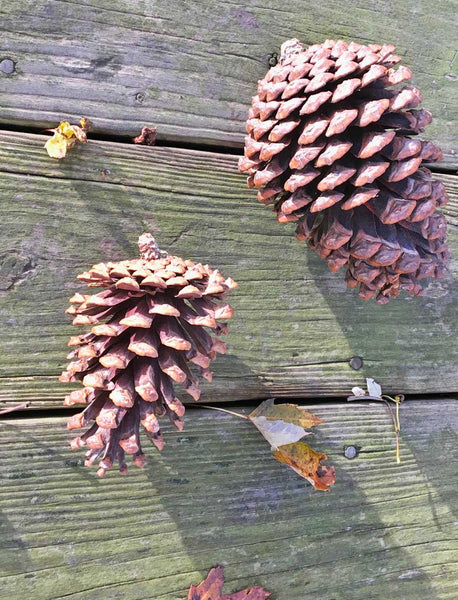pine cone wreath cones for the holidays