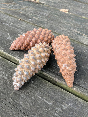 make eco jewelry with pine cones