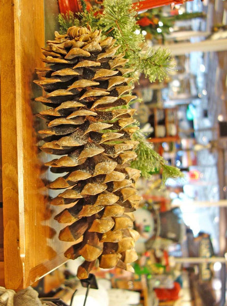 Giant Sugar Pine Cones over fifteen inches long 
