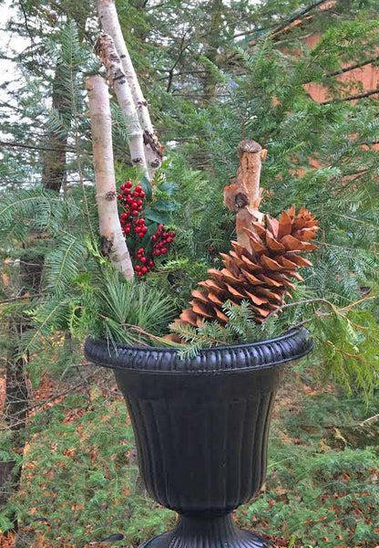 Rare Giant Pine Cones 