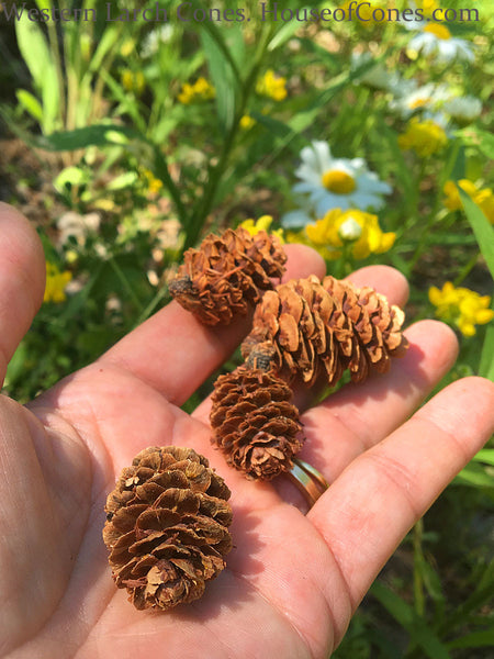 Larch Decorative Cones in hand